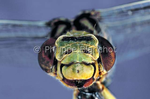 Ictinogomphus ferox.JPG - Ictinogomphus ferox (Portrait), Libellule, Dragonfly, Odonata, Gomphidae, Cote d'Ivoire